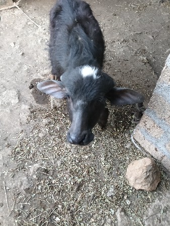 थंबनेल 2