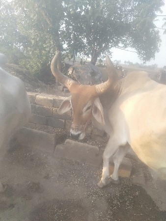 थंबनेल 3