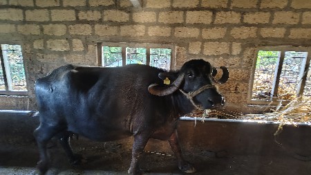 ભેસ વેચવાની છે