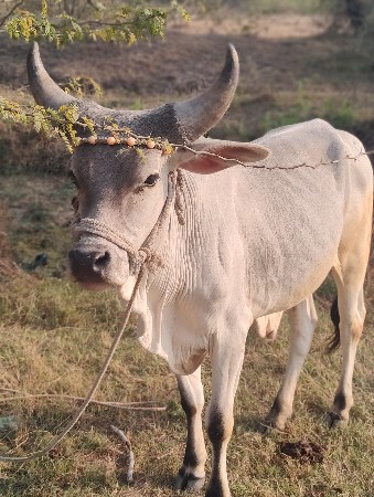 थंबनेल 2