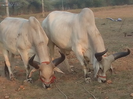 વૅચવાના છૅ