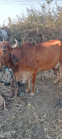 આગાયવેશવાનીછે