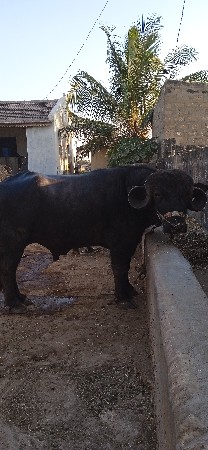 थंबनेल 3