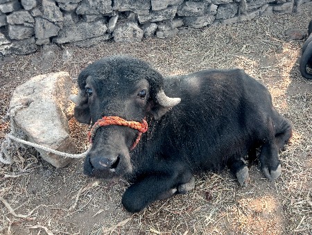 પાડો વેચવાનો સે