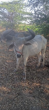 બરધ વેશવાં નો શે