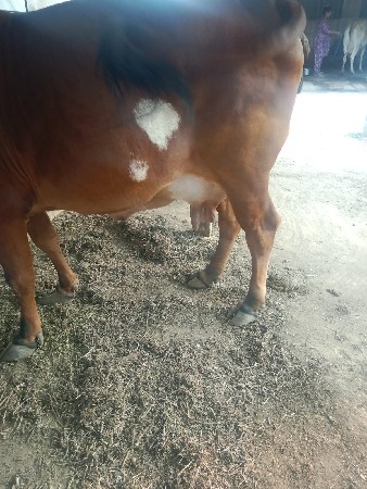 ઞાય વેચવાની છે દેશી