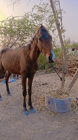 આ વસેરો વેસવાનો છે