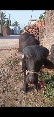 થંબનેલ 3