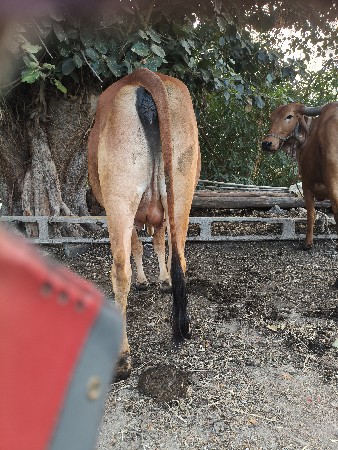 હોડકી વેચવાની છે