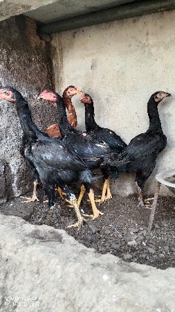 थंबनेल 2