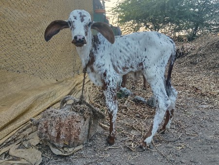 थंबनेल 5