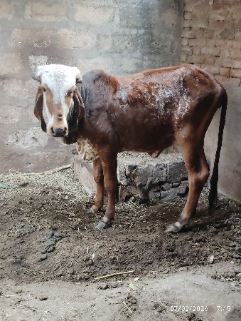 थंबनेल 2