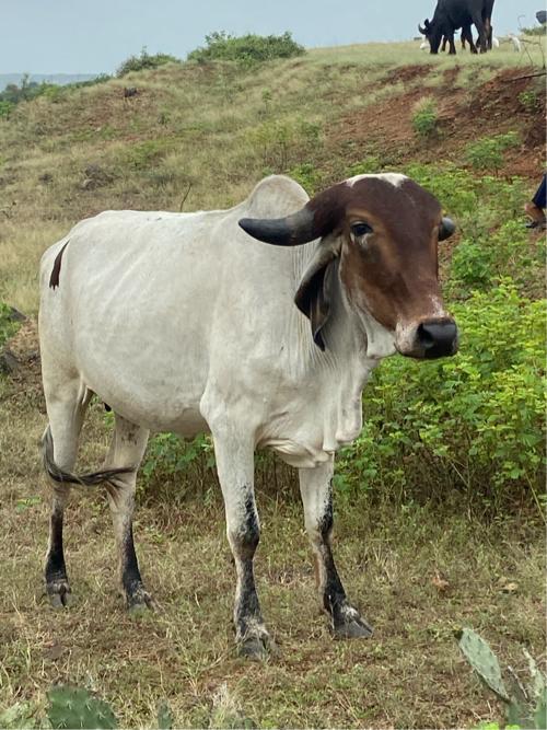 Gay na sata ma ghodi ke vacheri levi che