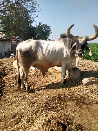 બળદ વેચવાનો છે