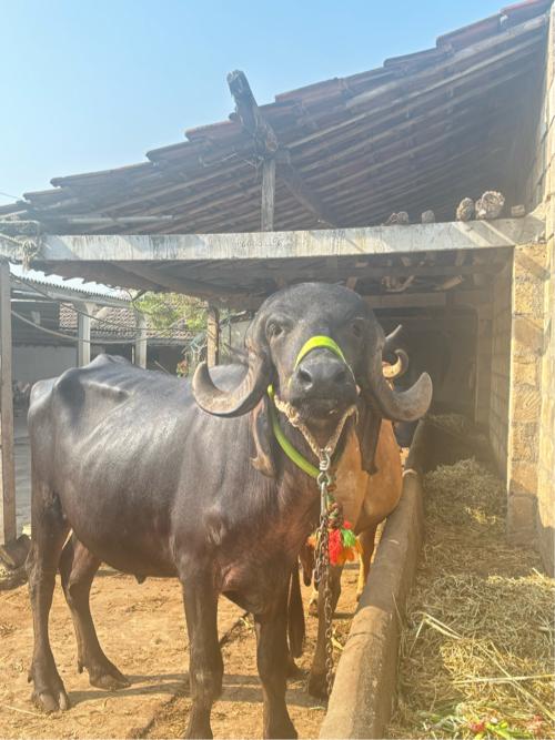 थंबनेल 3