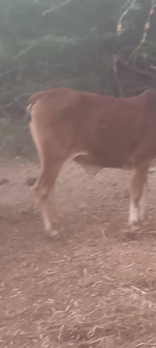 ગાય વેચવાની છે