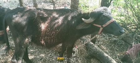 थंबनेल 2