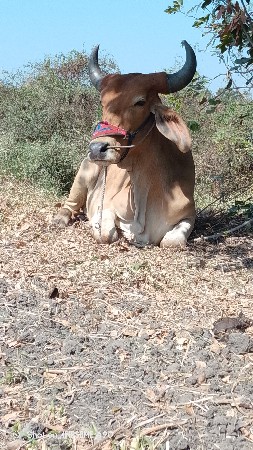 थंबनेल 2