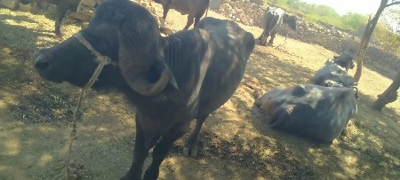 પાડોવેશવાનોછે