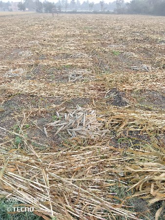 સારો વેશવાનો સે