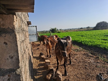 थंबनेल 3