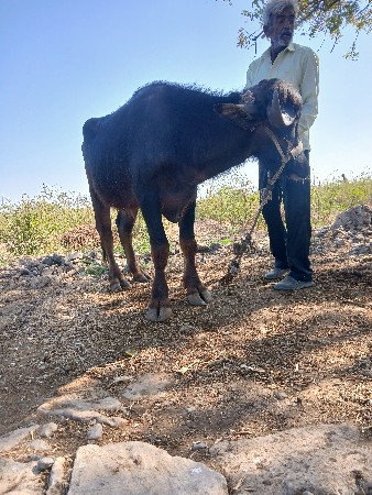 થંબનેલ 3