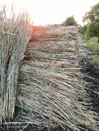 બાજરા ની કળપ