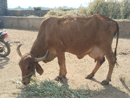 થંબનેલ 2