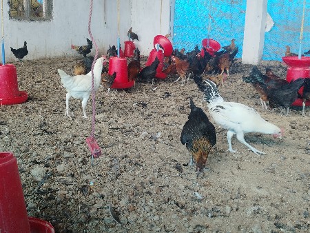 મરઘાં અને મરઘી વેચવાની છે