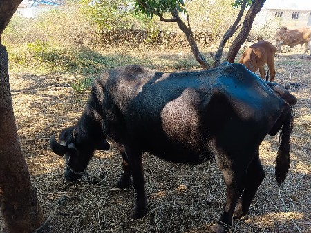 थंबनेल 3