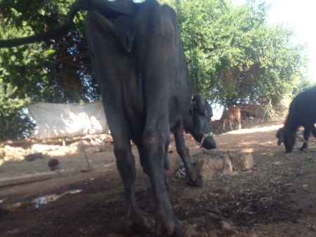 थंबनेल 3