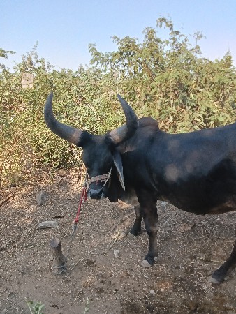 थंबनेल 3