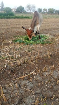 થંબનેલ 3