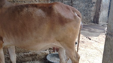 ગાય પેલવેતરૂ છે