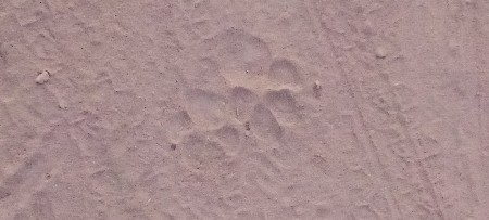 બરધસાટે.બેપાડીયુલેવાનીસે