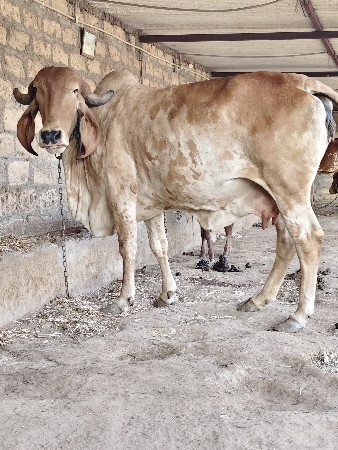 थंबनेल 3