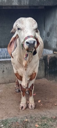 આદતપુરા ગામ