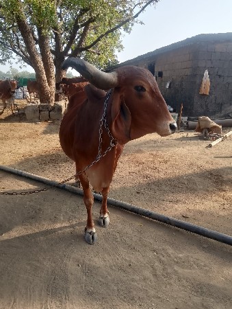 ગાય વેચવાની છે