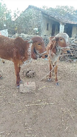 ગોઠલા વેચવાના છે