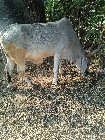 વાસડો વેચવા નો છે