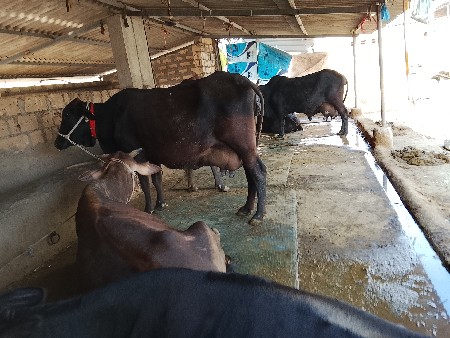 थंबनेल 6