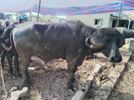 પાડો વેચવાનો છે બીજા વાળા