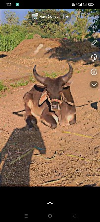 આવો વાસડો લેવા નો સે