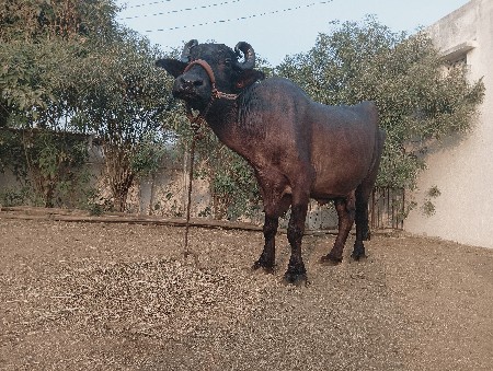 ભેંસ વેચવાની છે