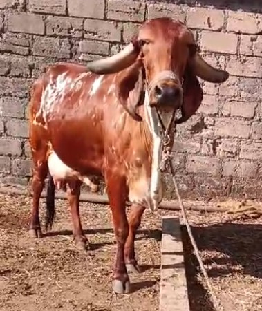 ગાય વેચવાની છે