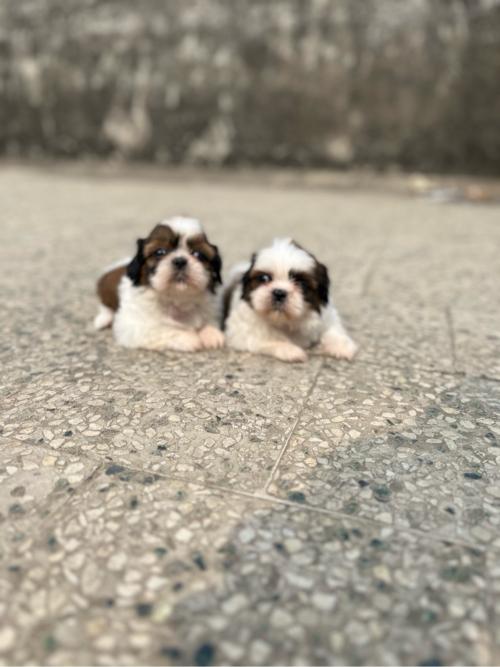 थंबनेल 2