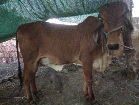 પેલા વેતર ની હોડકી વેચવાની છે