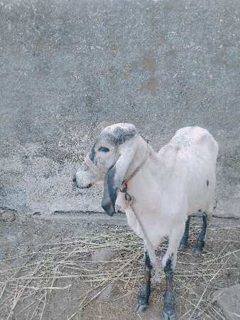 थंबनेल 3