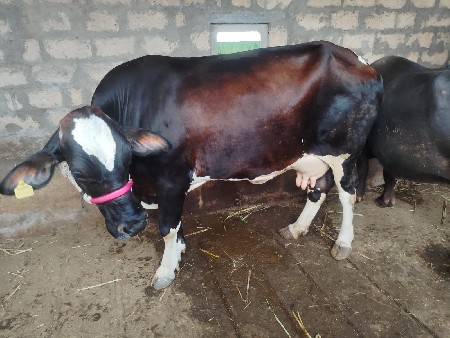 ગાય વેશવાની છે 2 જુ વેતર