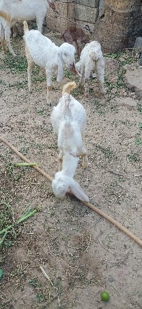 ગુલાબી બકરા